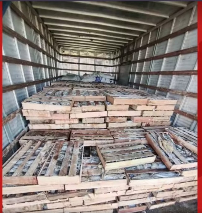 PRF apreende nove toneladas de peixe transportadas de forma irregular na Bahia