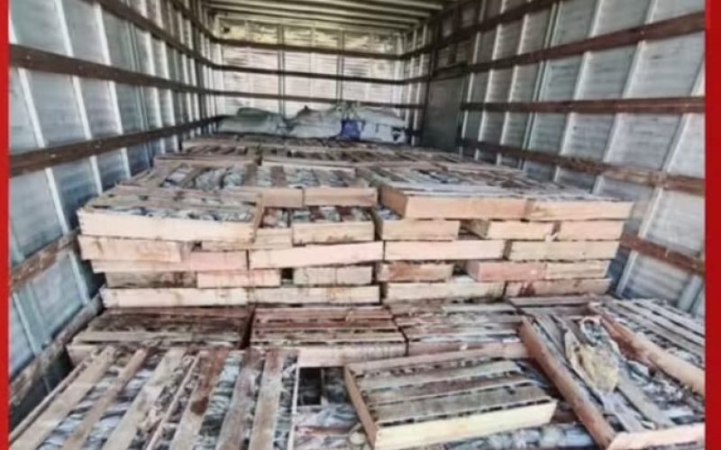 PRF apreende nove toneladas de peixe transportadas de forma irregular na Bahia