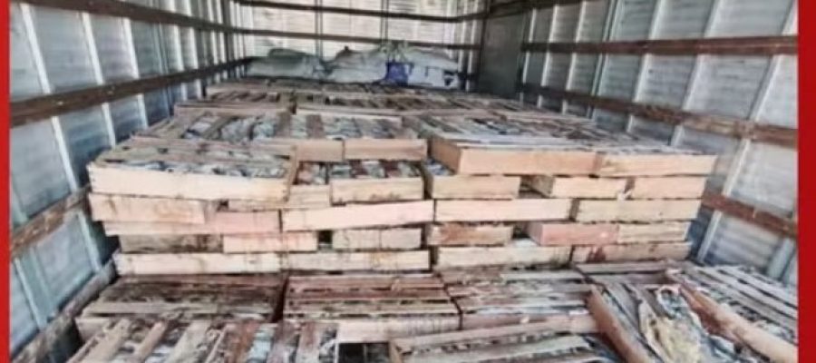 PRF apreende nove toneladas de peixe transportadas de forma irregular na Bahia